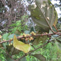 Elaeagnus latifolia L.